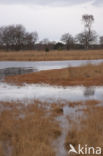 Knolrus (Juncus bulbosus)