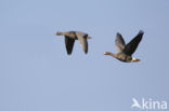 White-fronted goose (Anser albifrons)