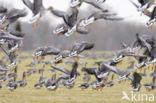 White-fronted goose (Anser albifrons)