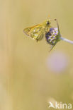 Kommavlinder (Hesperia comma) 