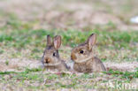 Rabbit (Oryctolagus cuniculus) 