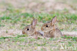Rabbit (Oryctolagus cuniculus) 