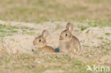 Rabbit (Oryctolagus cuniculus) 