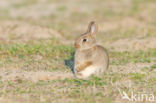 Konijn (Oryctolagus cuniculus) 