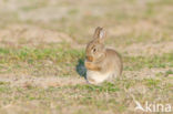 Rabbit (Oryctolagus cuniculus) 