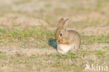 Konijn (Oryctolagus cuniculus) 