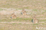 Rabbit (Oryctolagus cuniculus) 