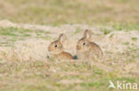 Konijn (Oryctolagus cuniculus) 