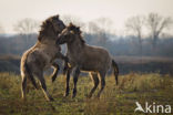 Konik horse  (Equus spp)