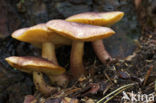 Koningsmantel (Tricholomopsis rutilans)