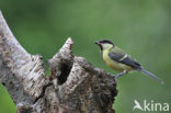 Koolmees (Parus major)