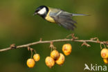 Great Tit (Parus major)