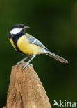 Great Tit (Parus major)