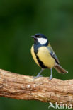 Great Tit (Parus major)