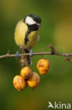 Great Tit (Parus major)