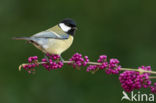 Great Tit (Parus major)