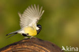 Great Tit (Parus major)