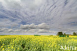 Koolzaad (Brassica napus)