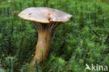Copper Spike (Chroogomphus rutilus)