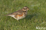 Redwing (Turdus iliacus)