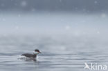 Kuifduiker (Podiceps auritus)