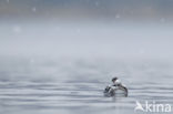 Slavonian Grebe (Podiceps auritus)