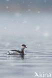 Slavonian Grebe (Podiceps auritus)