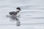 Kuifduiker (Podiceps auritus)