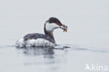 Kuifduiker (Podiceps auritus)