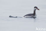 Kuifduiker (Podiceps auritus)