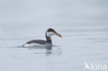 Slavonian Grebe (Podiceps auritus)