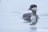 Kuifduiker (Podiceps auritus)