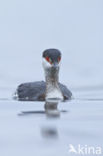 Kuifduiker (Podiceps auritus)