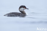 Kuifduiker (Podiceps auritus)