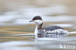 Kuifduiker (Podiceps auritus)