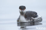 Kuifduiker (Podiceps auritus)