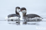 Kuifduiker (Podiceps auritus)