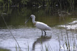 Lepelaar (Platalea leucorodia)