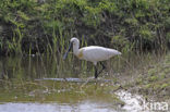 Lepelaar (Platalea leucorodia)