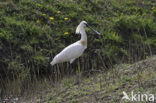 Eurasian Spoonbill (Platalea leucorodia)