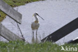 Lepelaar (Platalea leucorodia)