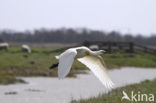 Lepelaar (Platalea leucorodia)