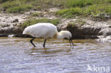 Eurasian Spoonbill (Platalea leucorodia)