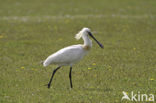 Lepelaar (Platalea leucorodia)