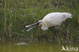 Eurasian Spoonbill (Platalea leucorodia)