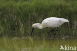 Eurasian Spoonbill (Platalea leucorodia)