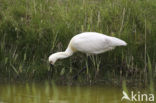 Eurasian Spoonbill (Platalea leucorodia)