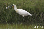 Lepelaar (Platalea leucorodia)