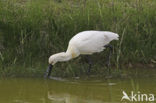 Eurasian Spoonbill (Platalea leucorodia)