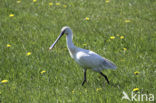 Lepelaar (Platalea leucorodia)